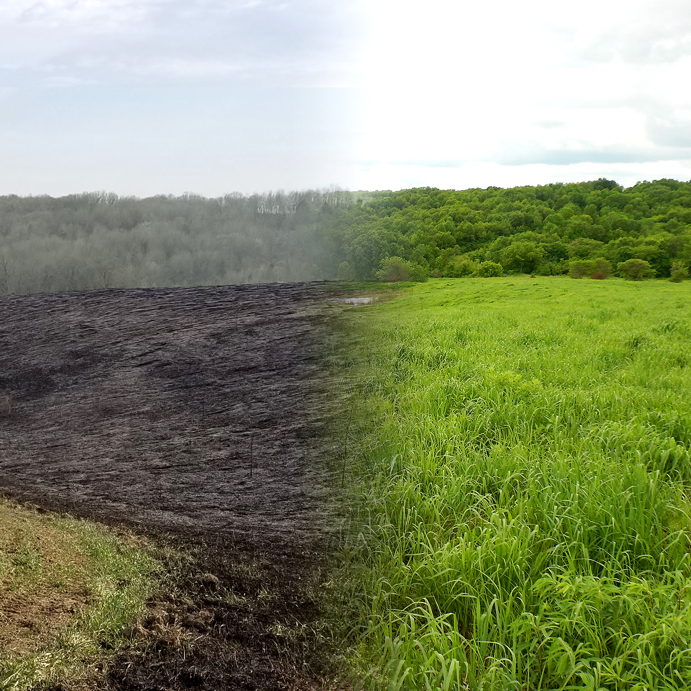 Burning for Bats Using Fire to Benefit Endangered Species